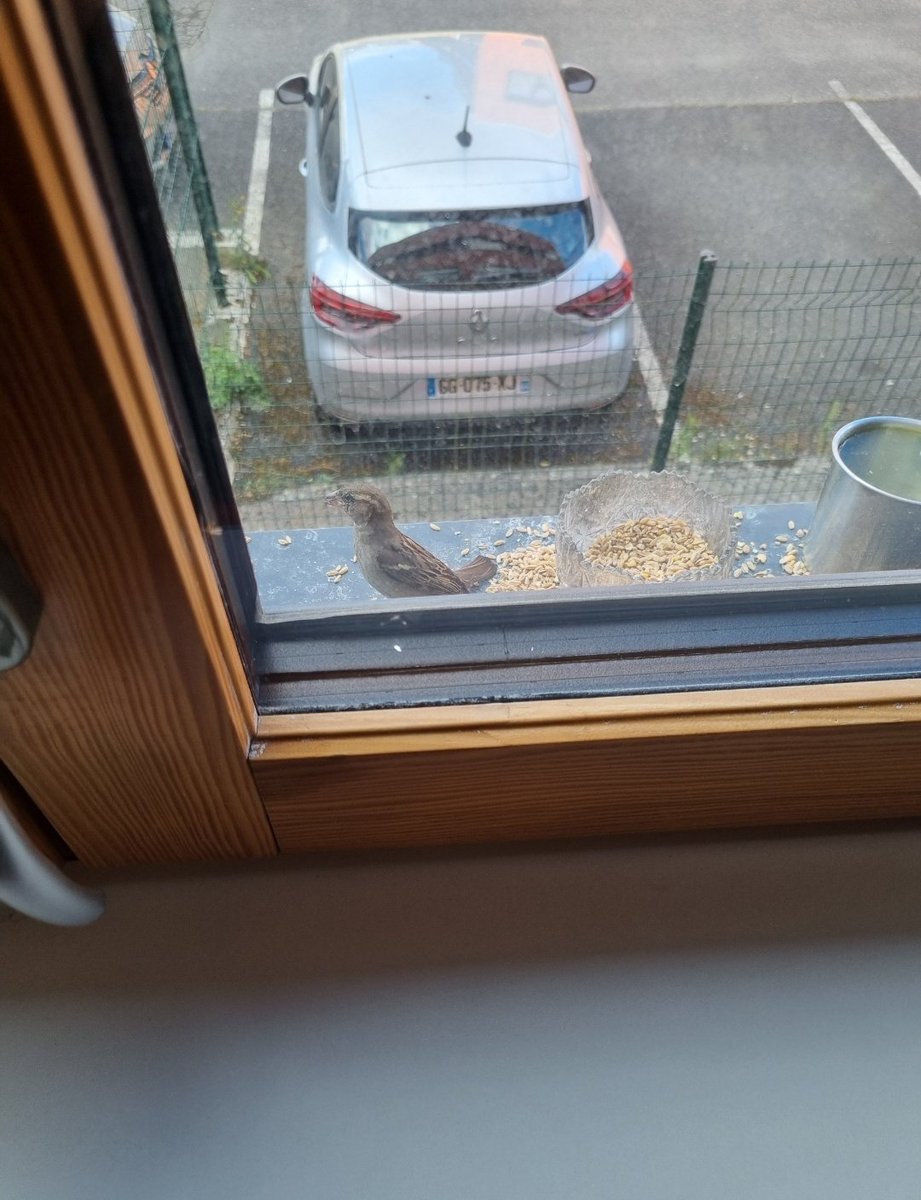 En hiver, la nourriture pour les oiseaux se fait rare ; n’hésitez pas à leur donner une gamelle avec du grain et un peu d’eau. :)