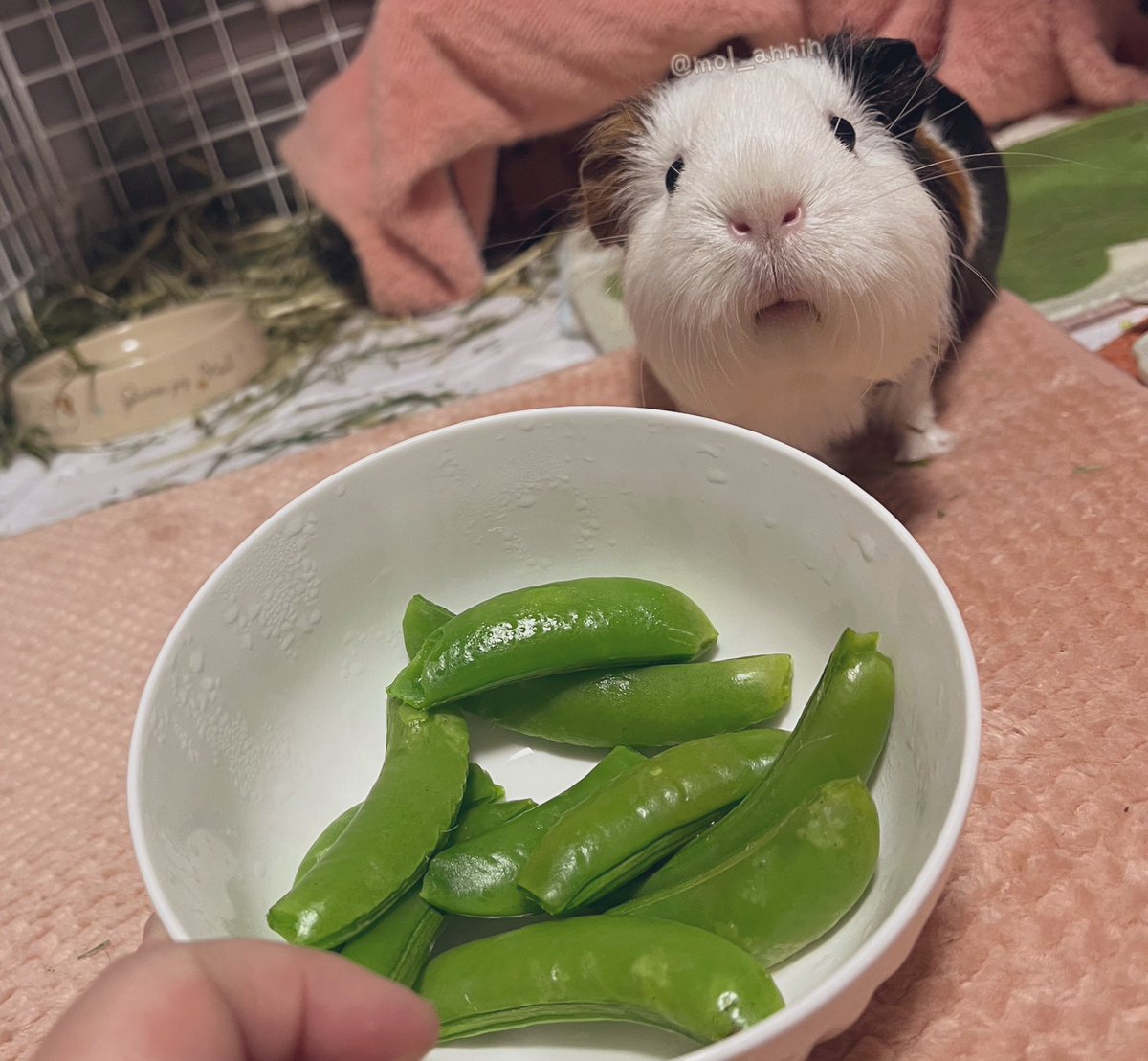 聞け！！！人類！！！
スナップエンドウ様の季節だ！！！！
ﾋｬｯﾎｫｫｫ!!!!!!✨🚀💫🌈☀️🌟✨✨✨
おしるこたんも、ほんの少しだけたべようね。🫛🫛🫛🫛🫛🫛🫛