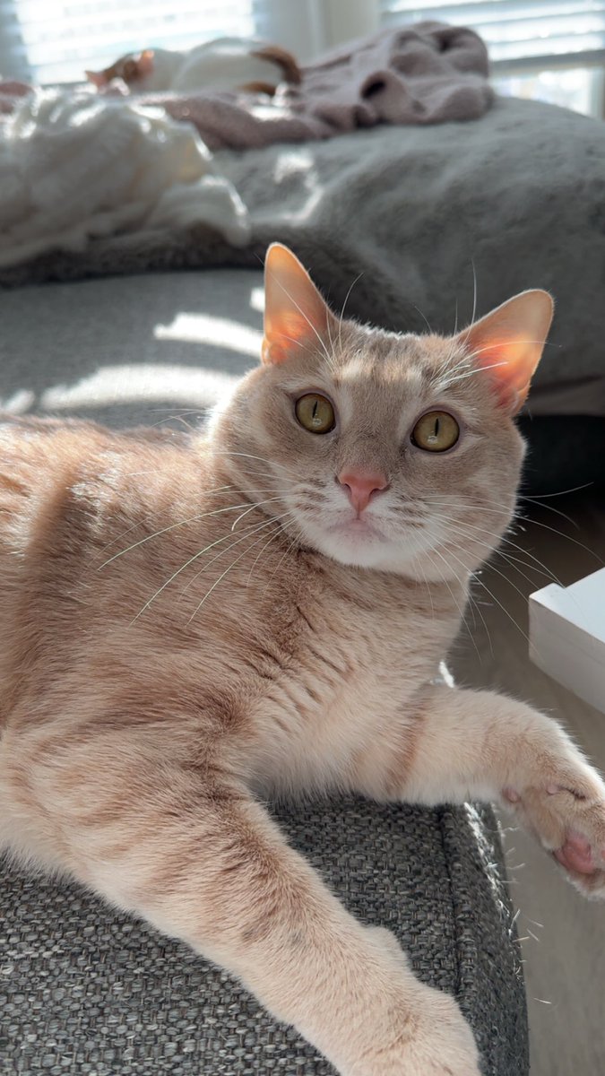 Zeus 🐱 Apollo 🐱 tweet media