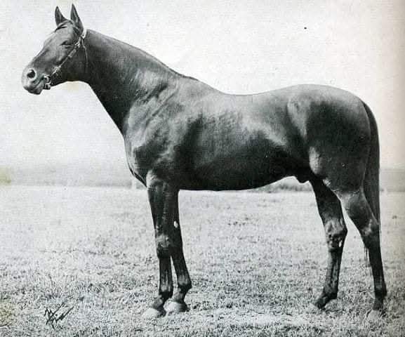 HORSERACING1002's tweet image. TEDDY 🇫🇷 1913
(AJAX - RONDEAU BY BAY RONALD)
#Teddy
B/ Edmund Blanc 🇫🇷 1913
O/ Jefferson Davis Cohn
T/ Robert Danman
PRISAL F$5,400
8-6-0-2----
Champion 3yo  colt in Spain 🇪🇸 &amp;amp;  France 🇫🇷. 
Gran Premio de San Sebastian, Premio Villamayor (Spain St Leger),
Prix Darney, Prix