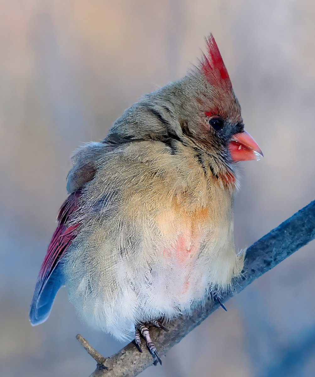 I love Northern Cardinals, especially in the snow. But the truth is, I'm partial to females! Look at this lovely lady I met in Central Park this morning! She's all puffed up trying to stay warm. ❤️🤎❤️ #Cardinals #CentralPark #birdcpp