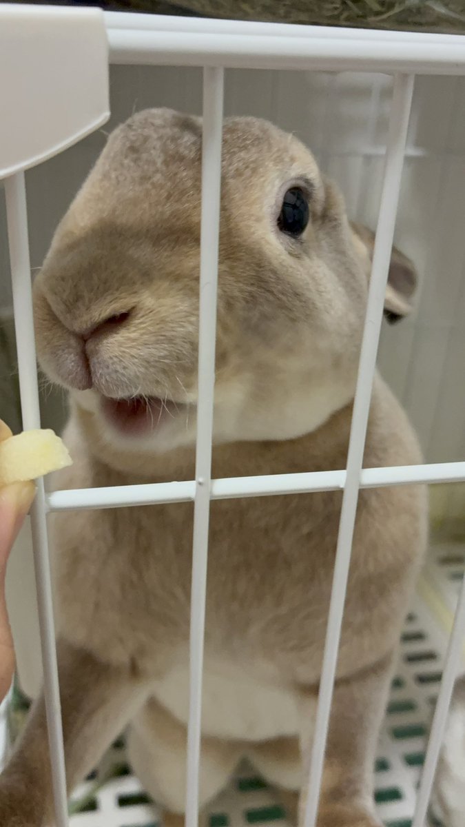 坊主マロン可愛すぎ