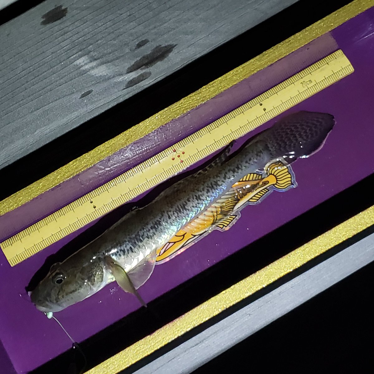 あんパパ (@tanagohazemeba) / Posts / X