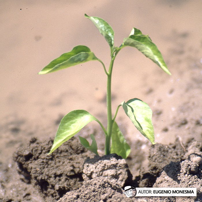 EugenioMonesma's tweet image. 🫑🌶️ Todo lo que nace en la #huerta tradicional tiene un sabor incomparable.

En el año 2000 conocí de cerca todo el proceso hortícola del #PIMIENTO: desde su cultivo y riego hasta la recolección manual.

📽️ Documental COMPLETO (9') aquí: youtu.be/ra-nWrPhhVE