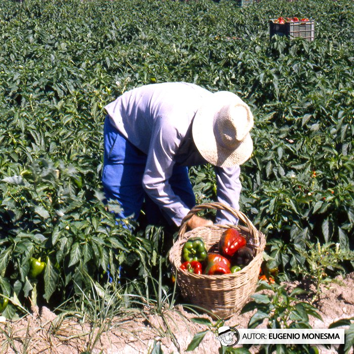 EugenioMonesma's tweet image. 🫑🌶️ Todo lo que nace en la #huerta tradicional tiene un sabor incomparable.

En el año 2000 conocí de cerca todo el proceso hortícola del #PIMIENTO: desde su cultivo y riego hasta la recolección manual.

📽️ Documental COMPLETO (9') aquí: youtu.be/ra-nWrPhhVE