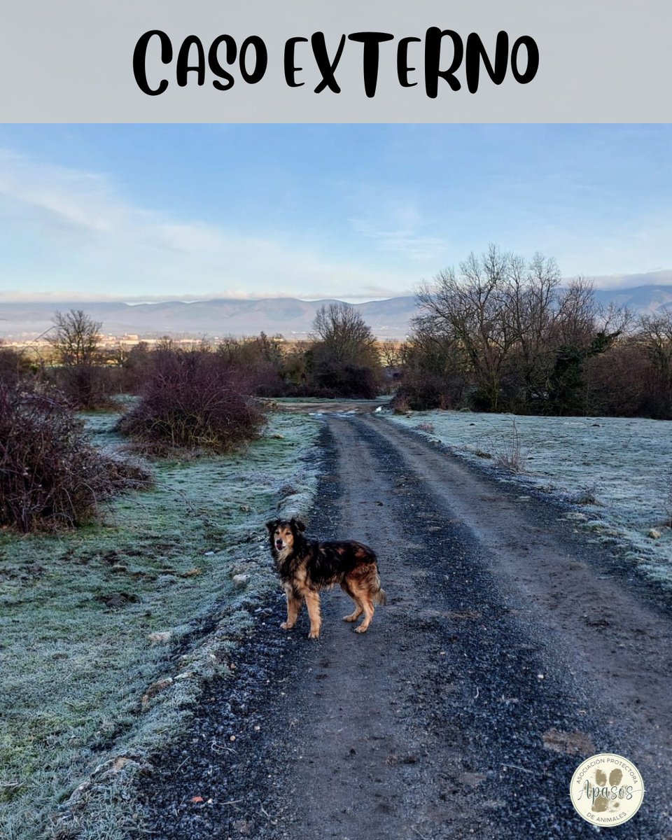 #VITORIA
El guapísimo #LAGUN, tiene 10 añitos. Su humano es una persona mayor que va a irse a vivir a una residencia y ya no puede hacerse cargo.

Cariñoso y tranquilo, sabe ir con correa.

Está acostumbrado a vivir en un pueblo, pero no creen que tenga problemas en vivir en