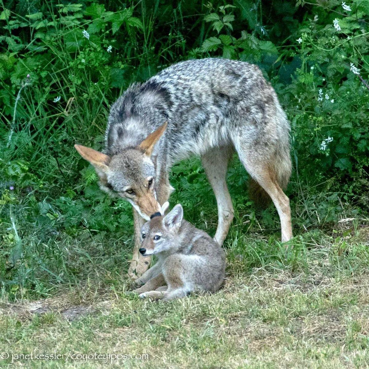 [🔗](api.tinyfox.dev/hourly/yotes/A…)