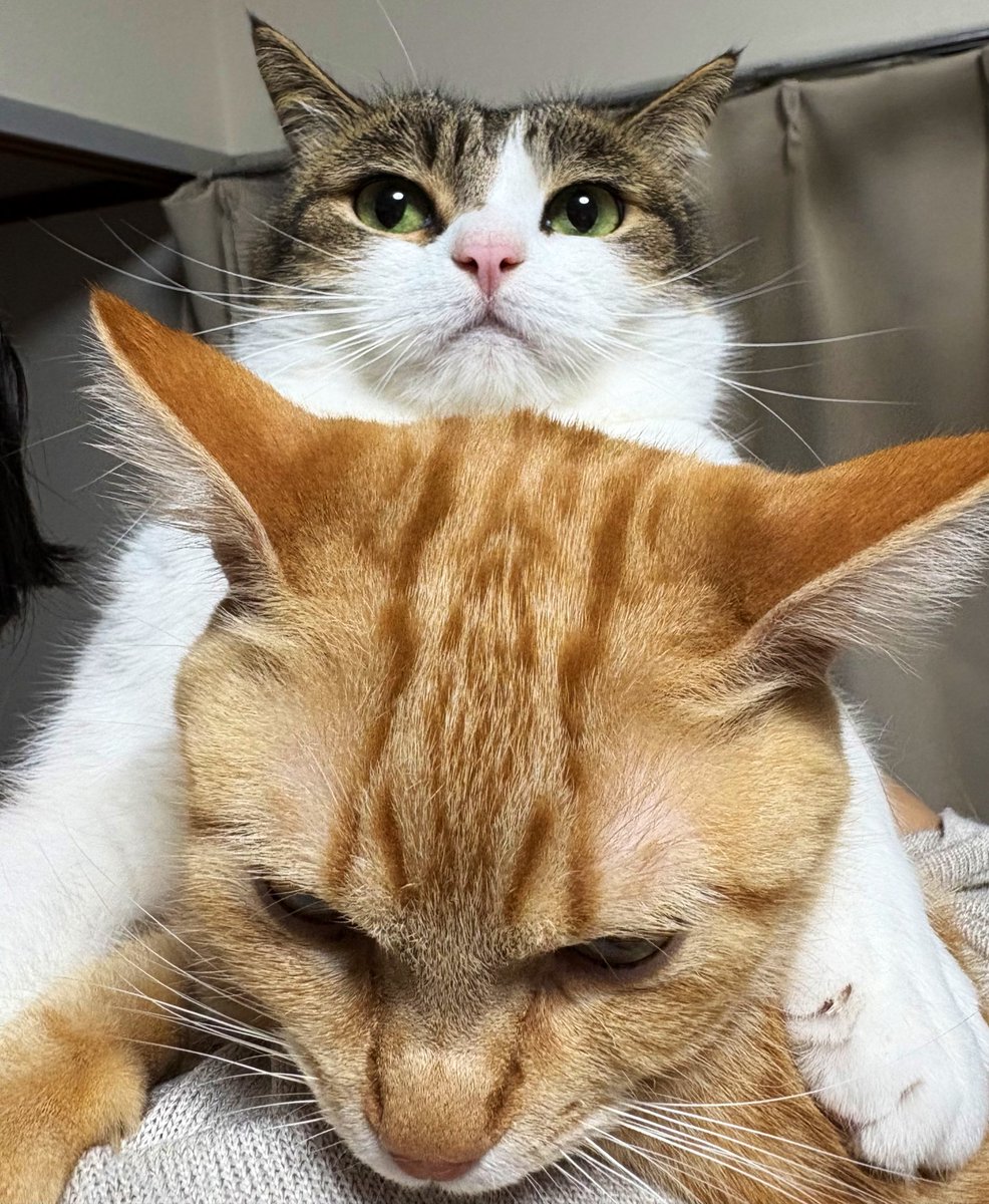 遅く帰ってきたママを出迎えるトロちゃんとこたろう先生