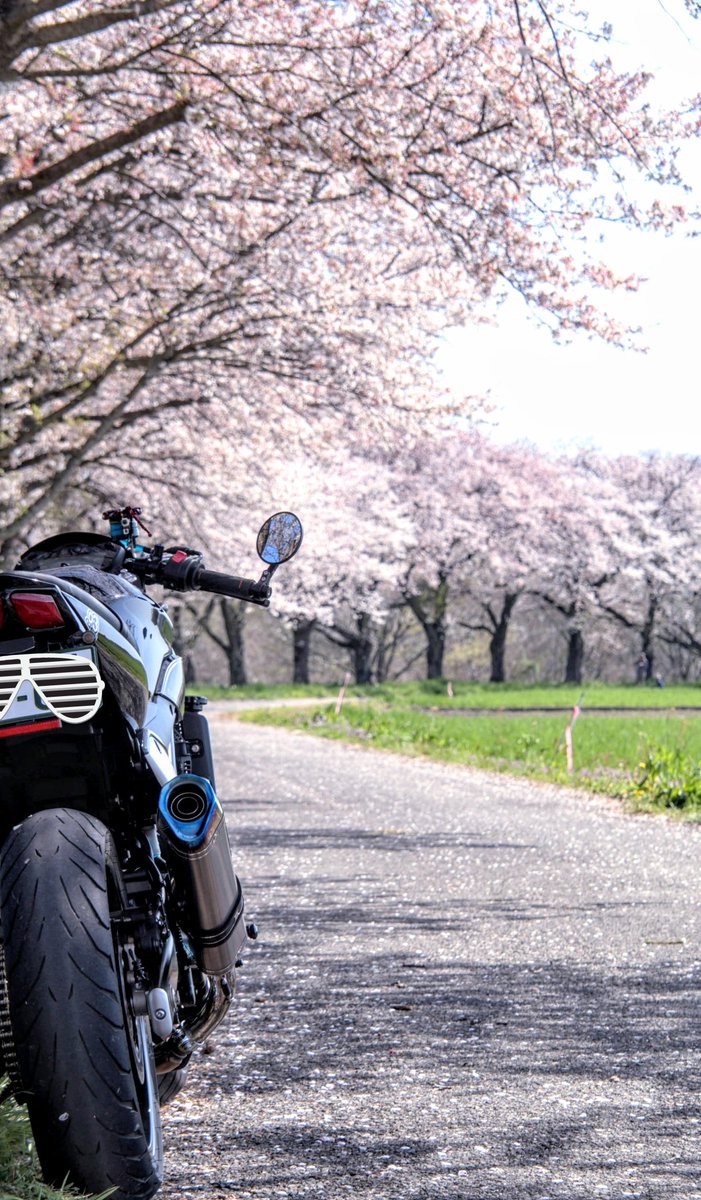 SEREN_GD's tweet image. #寒いので桜の画像でTLを埋めよう