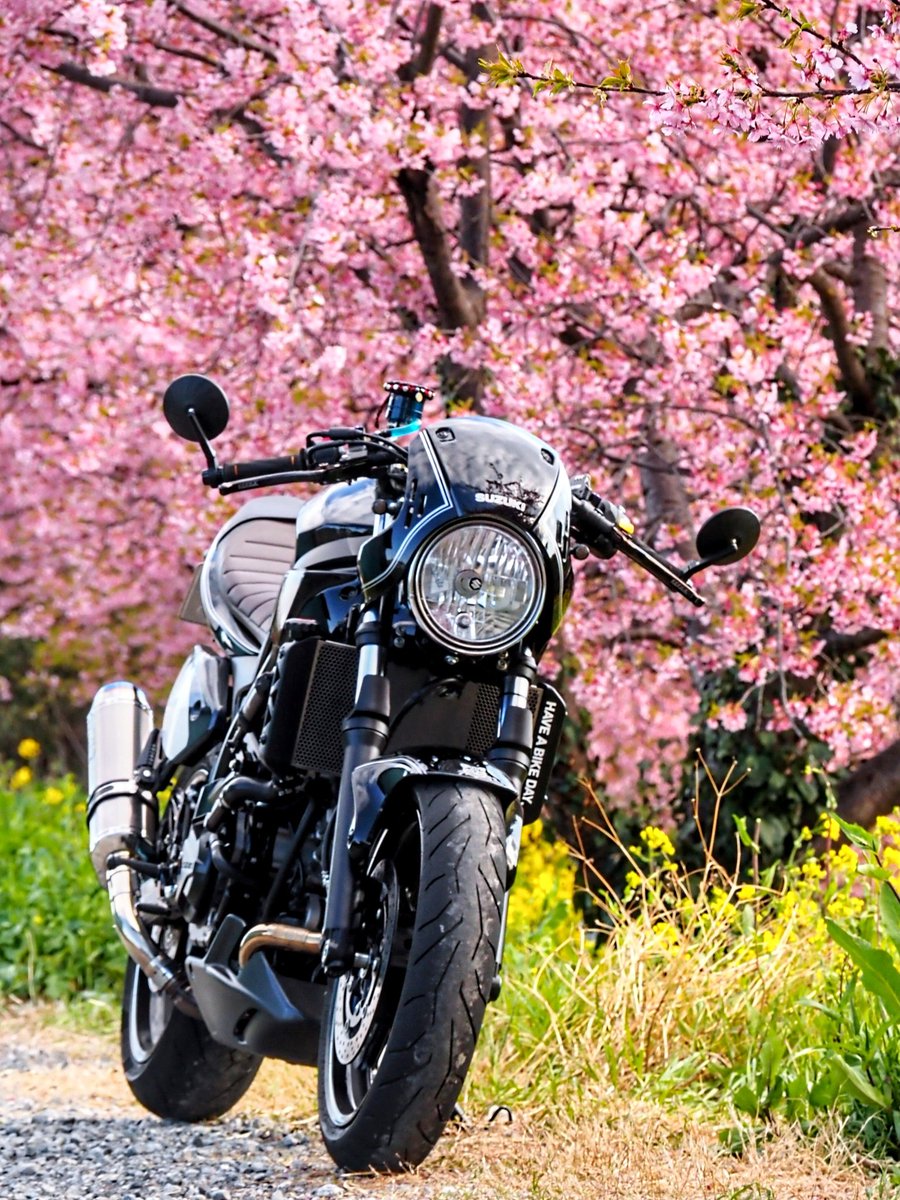 SEREN_GD's tweet image. #寒いので桜の画像でTLを埋めよう