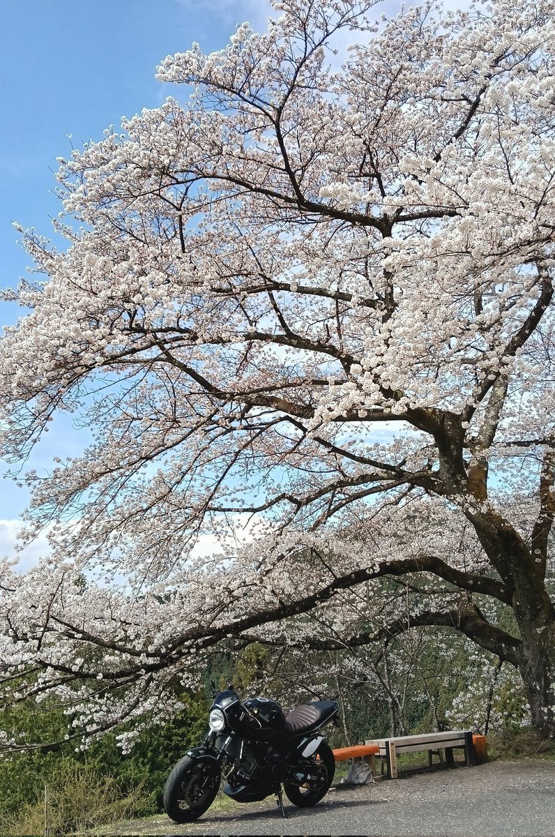 SEREN_GD's tweet image. #寒いので桜の画像でTLを埋めよう