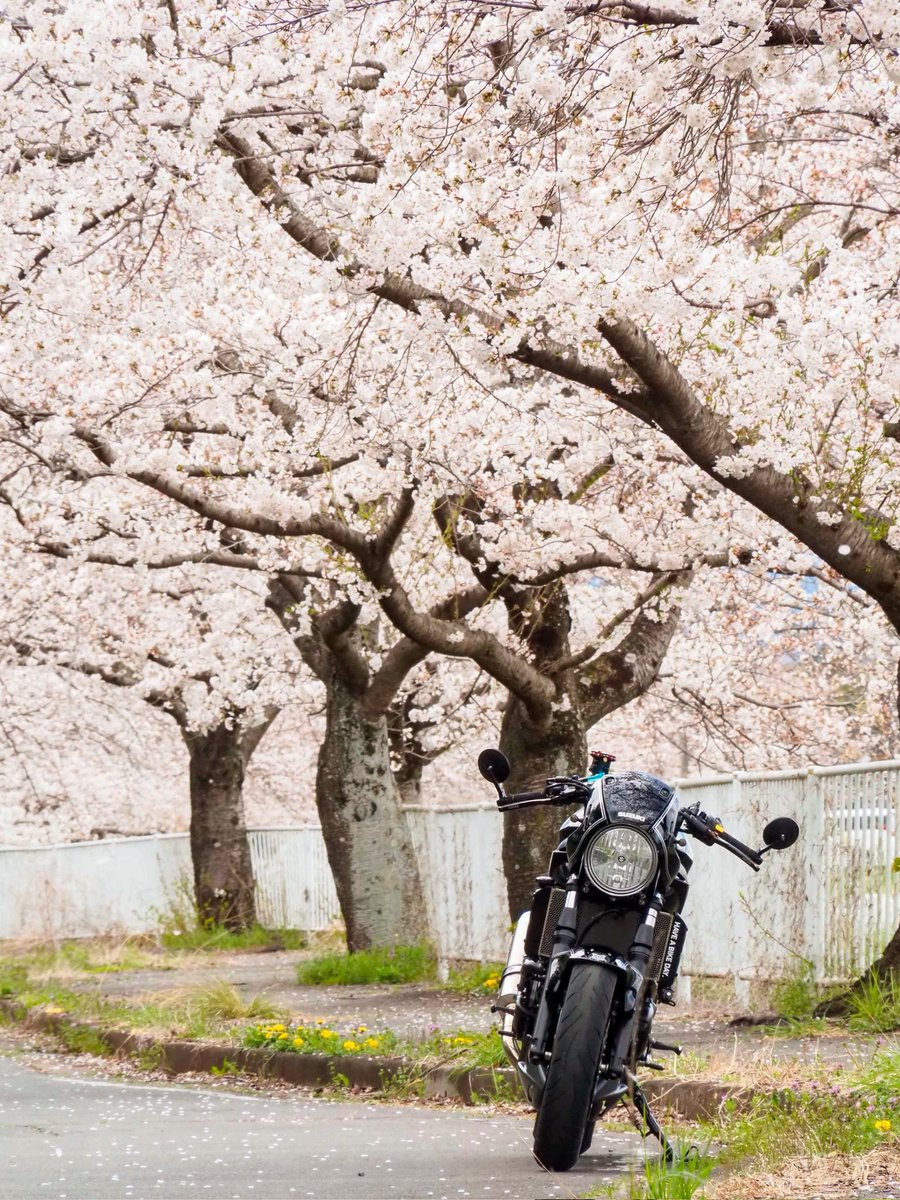 SEREN_GD's tweet image. #寒いので桜の画像でTLを埋めよう