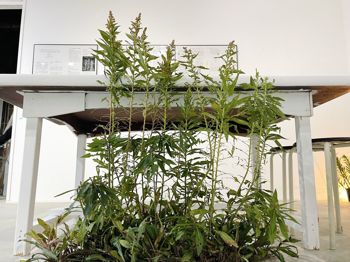 abelest ⊂ 足の踏み場 tweet media