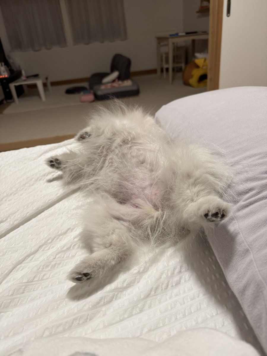 <a href="/mashu_pome/">ポメラニアン ましゅまろ🐶</a> うちも慣れるまで時間はかかったけど今は朝まで熟睡です😴