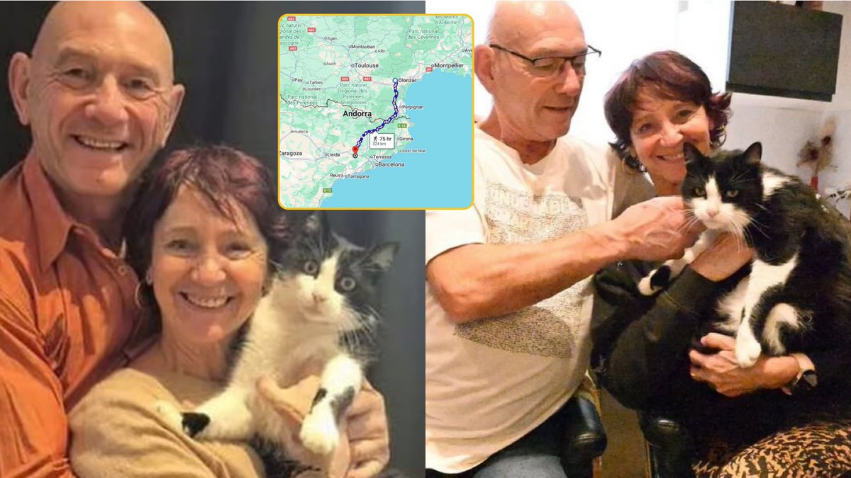 İspanya’da kaybolan Filou adlı kedi, yaklaşık 5 ayda 250 km yürüyerek Fransa’daki evine döndü. 

🐱Filou’nun bu zorlu yolculuğu mikroçiple doğrulandı.