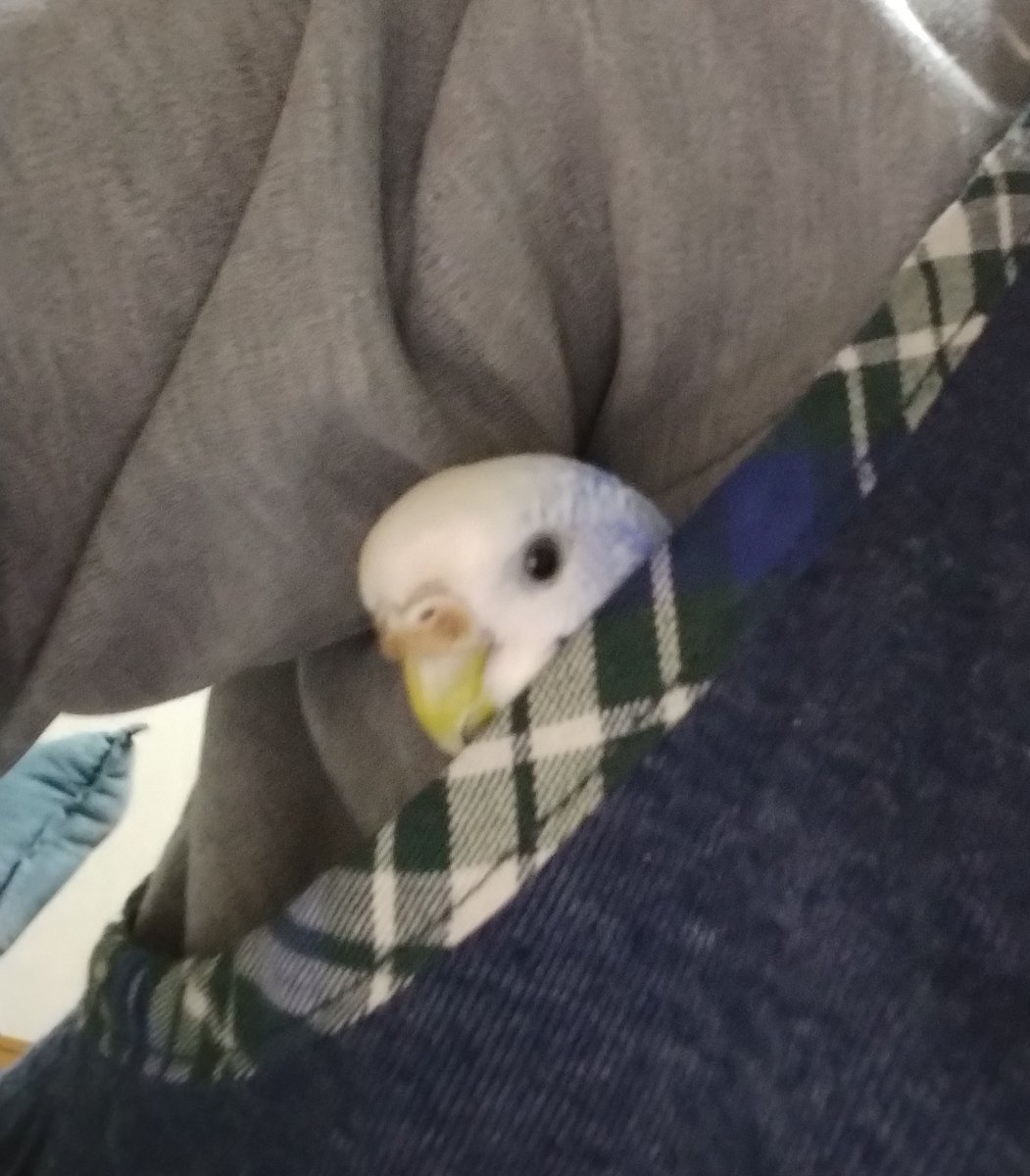 🐦️ぴーお気に入りの場所からこんばんは🌠