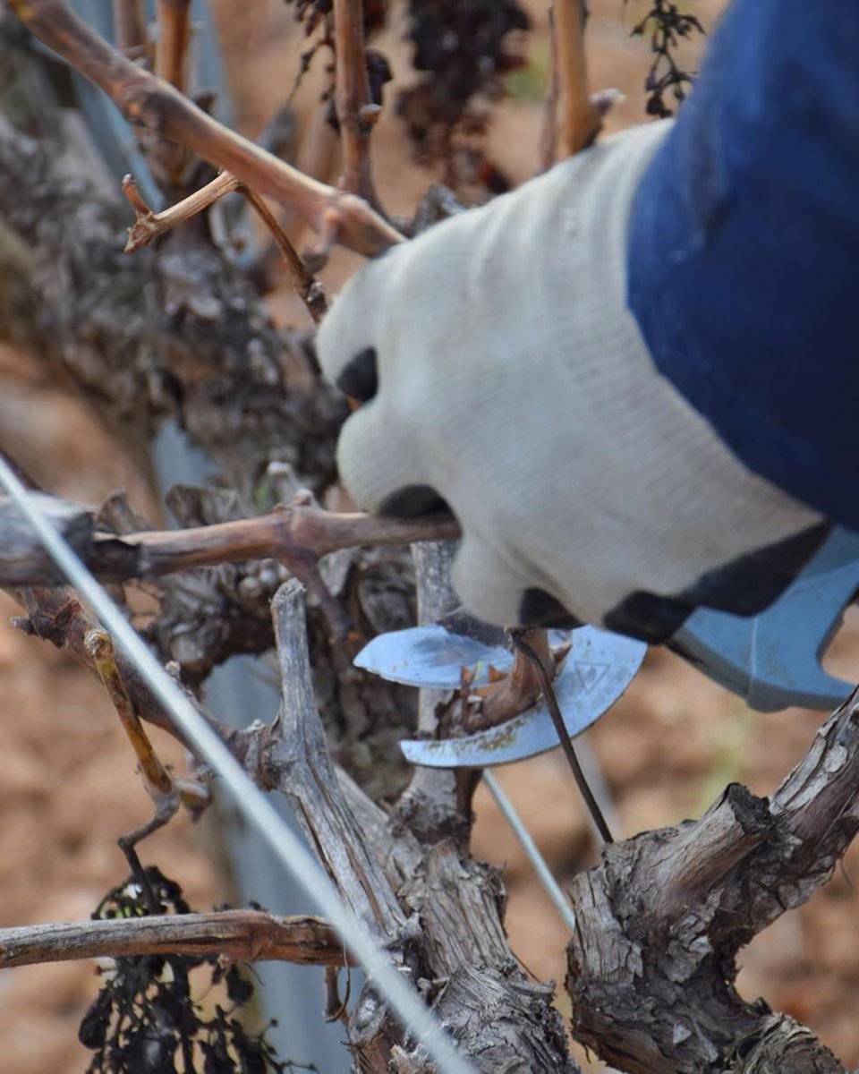 ADERNATS - Vinícola Nulles tweet media