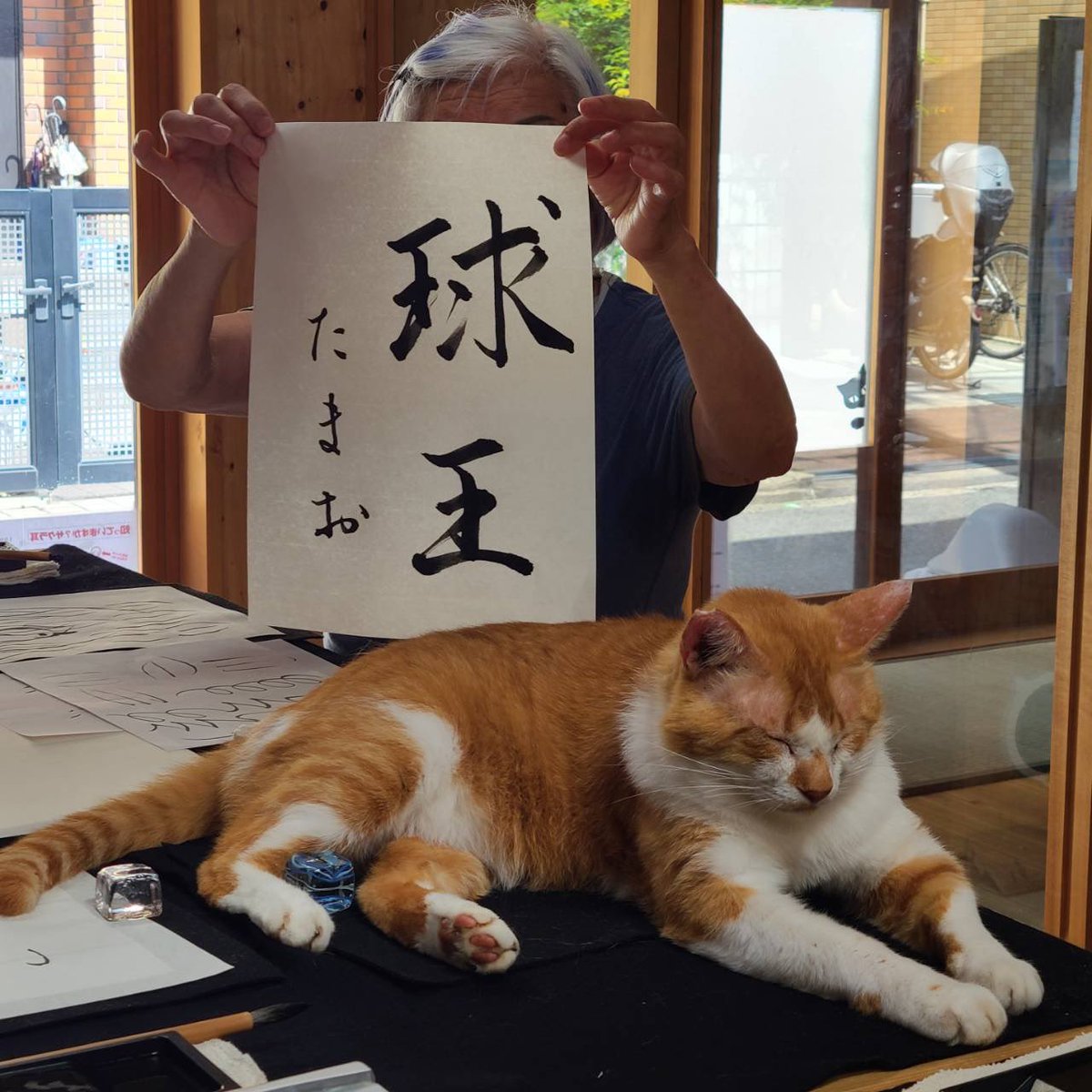 平野郷にゃんこ堂＊平野郷動物診療所＊ tweet media