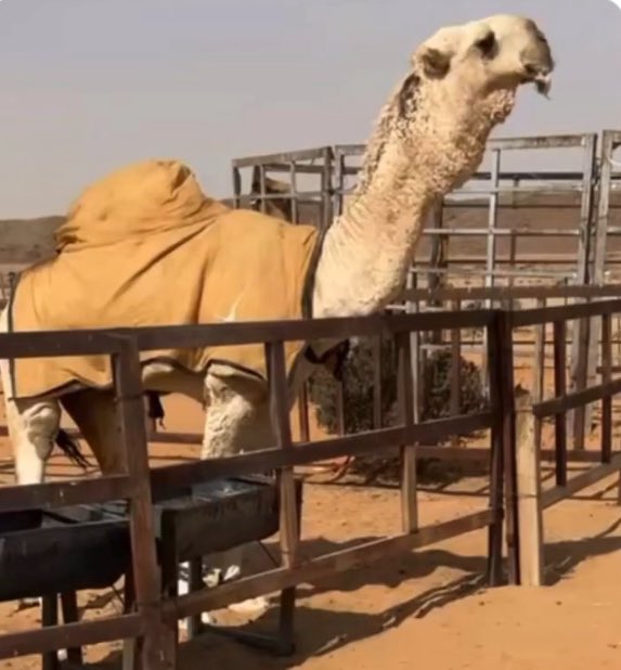 lilililmlililil's tweet photo. من مطرف الدوسري لعموم المسلمين
والناشر بدوي نجد وياهلا ومرحبا
باهل البل والمضربين https://t.co/nMN8rYxVon