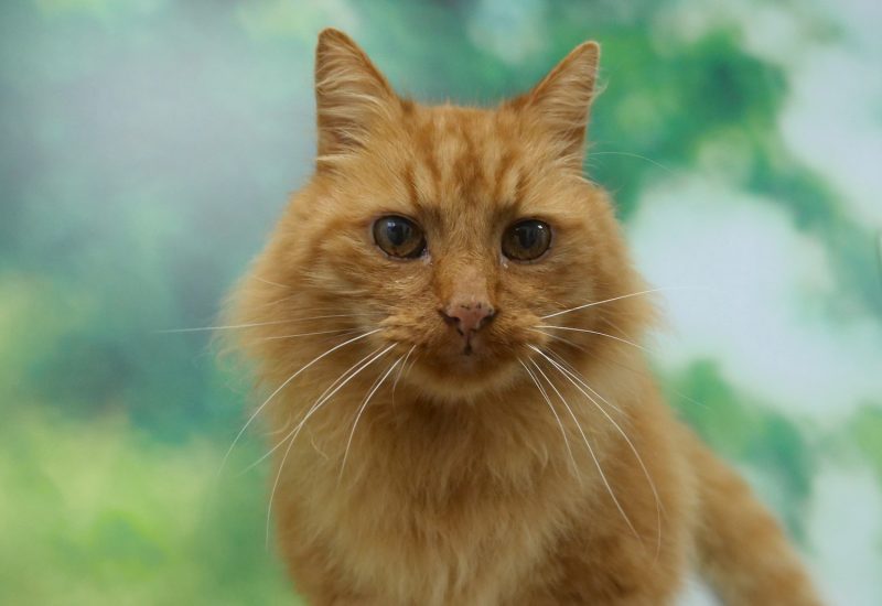 RSPCA Radcliffe tweet media