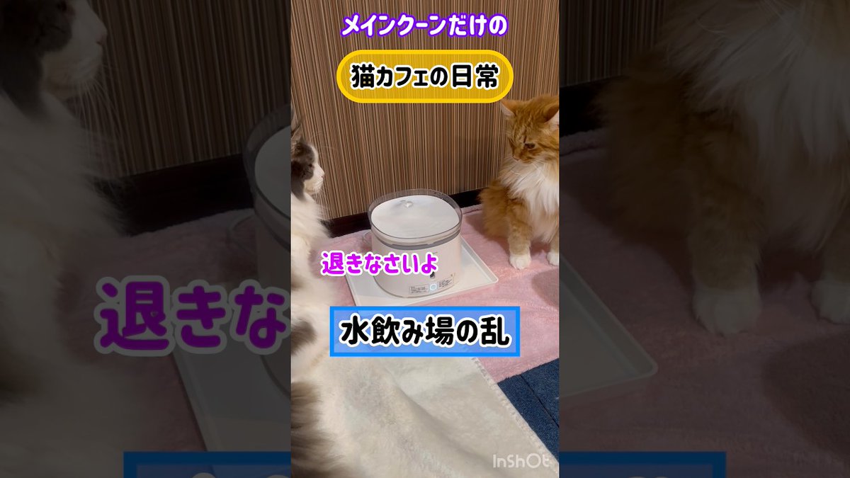MeowMoeDotCom's tweet image. 20260127メインクーンだけの【猫カフェの日常】水飲み場の乱#cat #cooncat #mainecat
 
meowmoe.com/220409/
 
#Neko #キャットファイト #メインクーン #大型猫 #巨猫 #猫パンチ