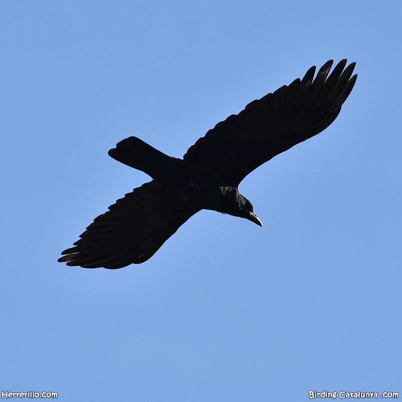 Birding Catalunya tweet media