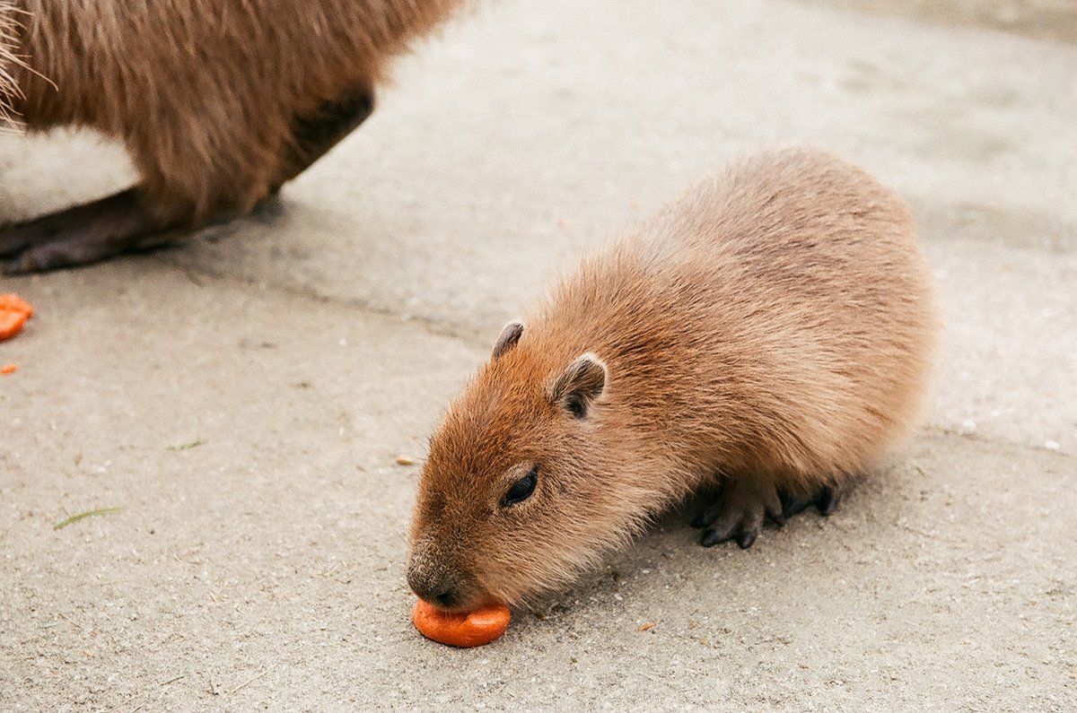 八重樫です。(カピバラ大好き) (@capybara4ever) / Posts / X