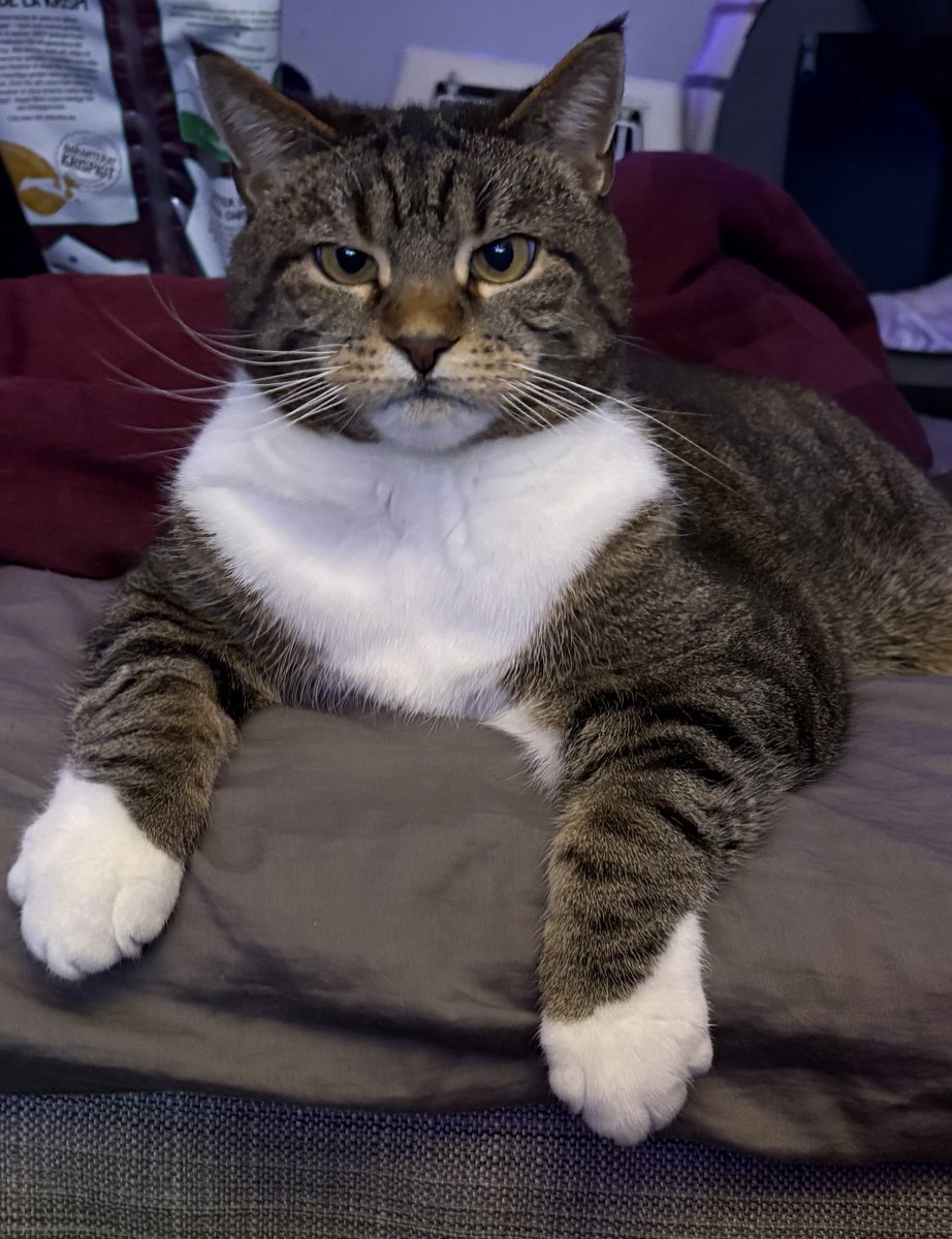 #dagensmiffo tweet media