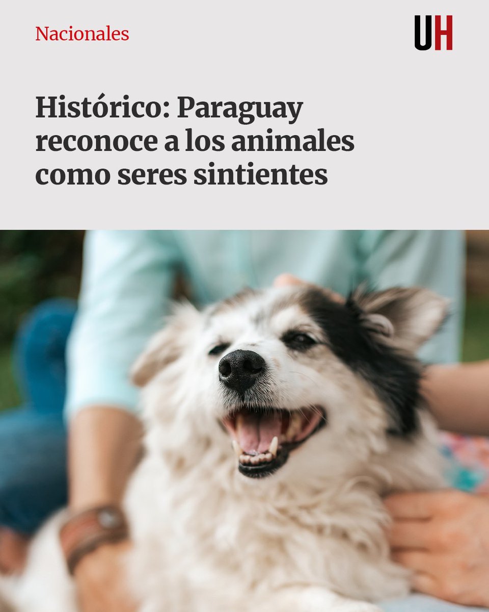 UltimaHoracom's tweet photo. Paraguay actualiza su legislación en materia de protección animal al modificar el estatus jurídico de los animales, reconociéndolos como seres sintientes y ya no como objetos o cosas.

🟢 Recibí las noticias: https://t.co/18VgpqEr78 https://t.co/4XDgYiYjIB
