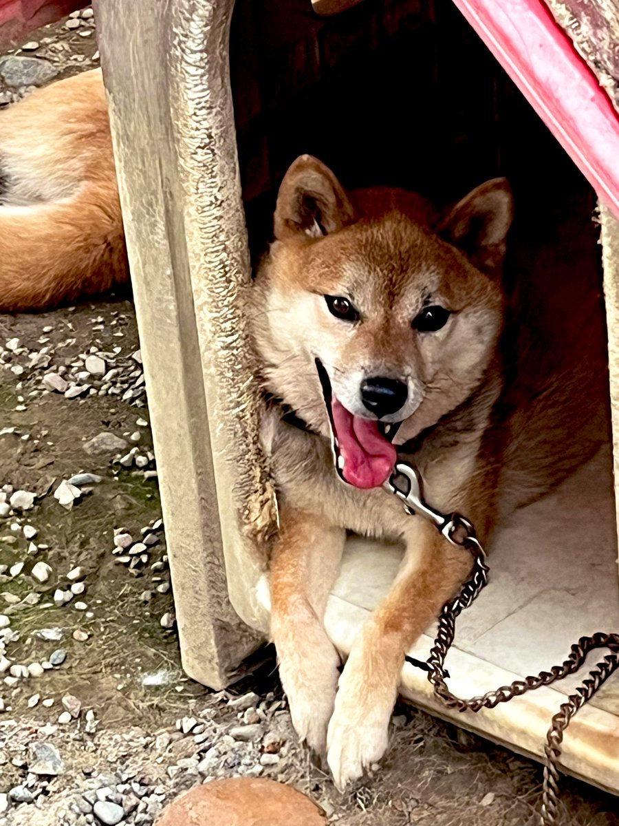 ああ、これと同じ型の赤い屋根のおうち、まだ我が家では現役です 5匹の