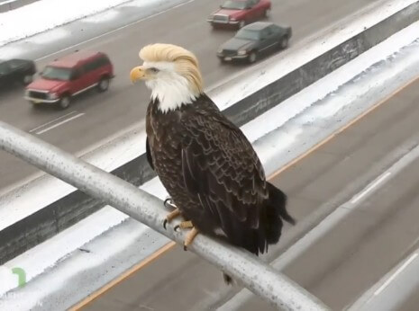 <a href="/elonmusk/">Elon Musk</a> See what happens when you don't have Eagles watching