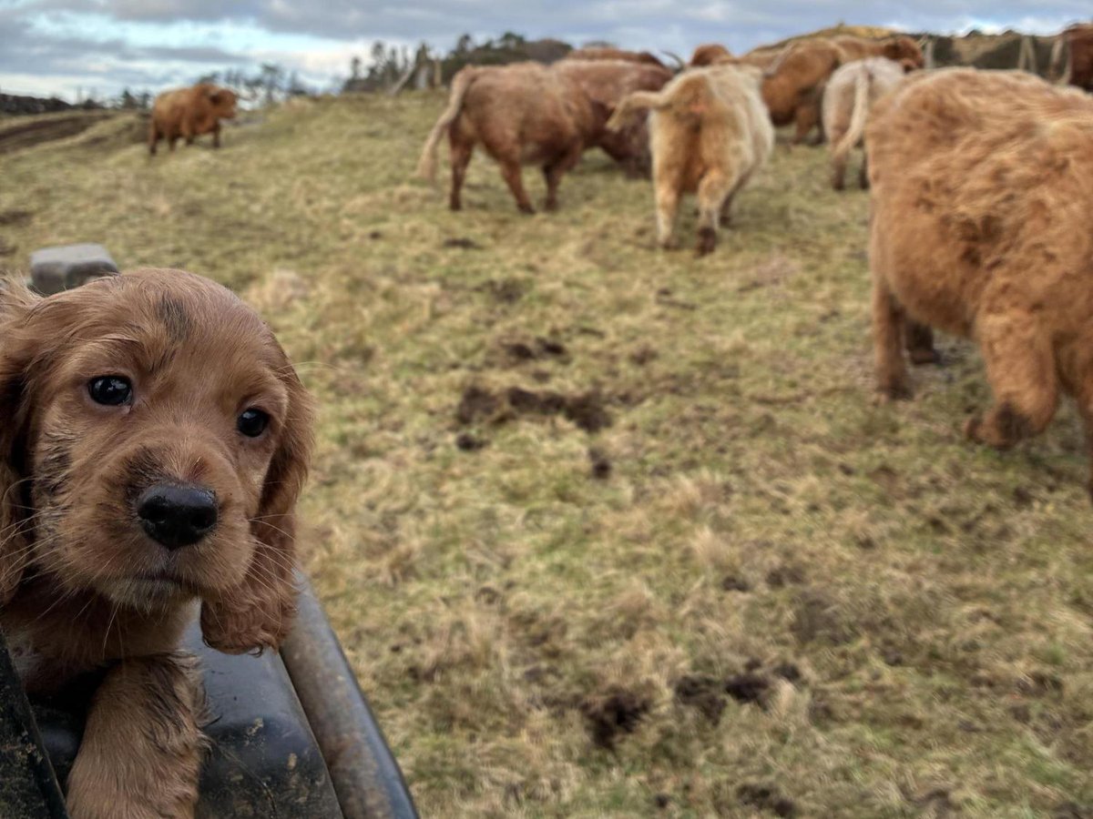 scottishfarmer's tweet image. READERS PICS | 📷 Handy wee helper

🚨 Send us your story or picture here: thescottishfarmer.co.uk/send-us-your-n… and it could appear online 💻

READER PICS WALL OF FAME | thescottishfarmer.co.uk/multimedia/pho…

#readerspics #farming #scottishfarming #agrisculture