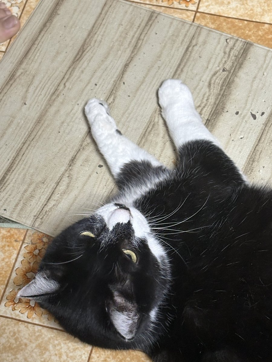 猫可愛すぎる　自認犬派だが陥落寸前