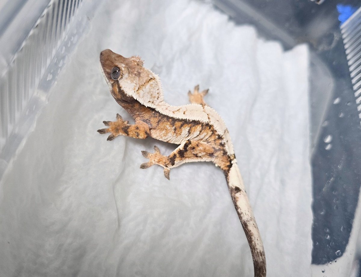 픽서 4개월만의 변화✨️
엄청 하얘지고 텐저린도 쨍하게 올라오는중이라 성체모습이 기대된다