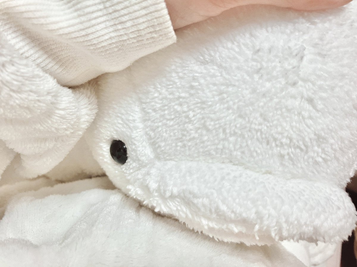 beluga_250607's tweet photo. 今日、夢にベルルが出てきた！ https://t.co/TaPrW3Izvl
