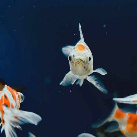 PetPowerEU tweet media