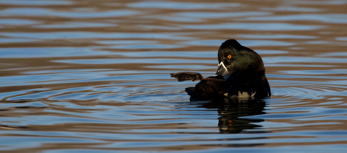 Sam Goddard tweet media