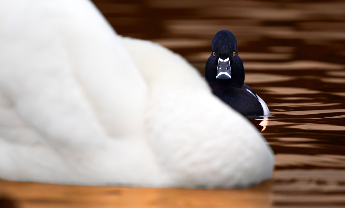 Sam Goddard tweet media