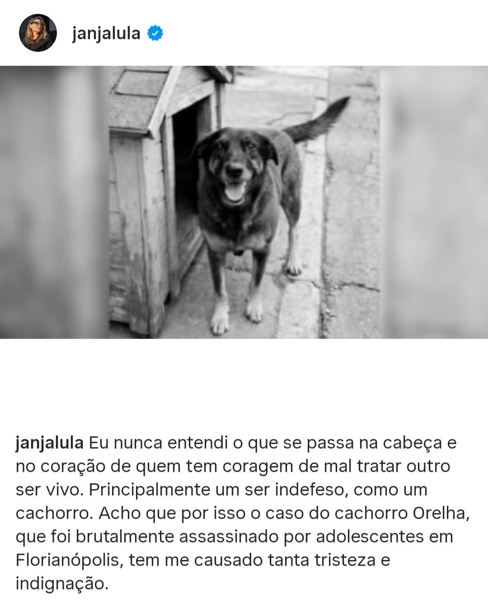 carlaayres's tweet image. JANJA DEFENDE JUSTIÇA POR ORELHA

Importante posicionamento da primeira-dama @JanjaLula, sobre a crueldade que chocou Florianópolis, Santa Catarina e o Brasil.

#justicapororelha