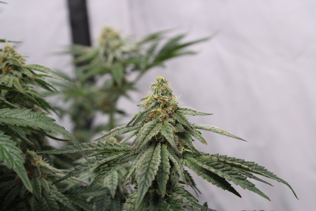 Rooted Meds tweet media