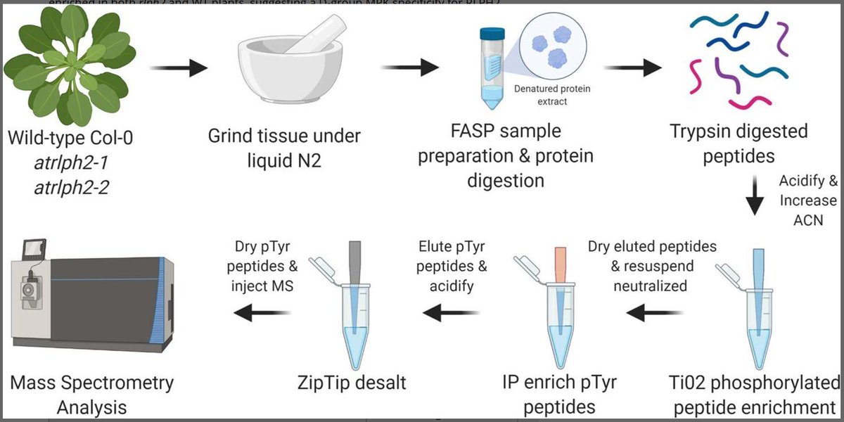 PlantDirectJ's tweet photo. Phospho-Proteomics Identifies D-Group MAP Kinases as Substrates of the Arabidopsis Tyrosine Phosphatase RLPH2 (Anne-Marie Labandera, Ryan Toth, Sierra Mitchell, et al) https://t.co/n5zzrzCogT @annelab27 @GregMoorheadLab @ASPB @Wileyplantsci @SEBiology #PlantSci https://t.co/vene5Ywpyk