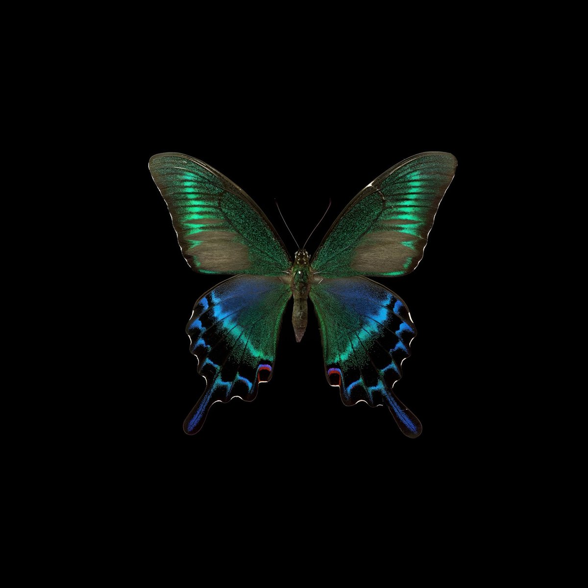 gardenofcolours's tweet image. 