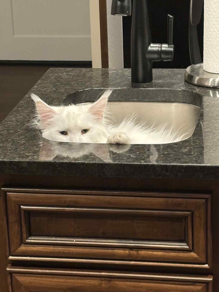 Riot Mort tweet media