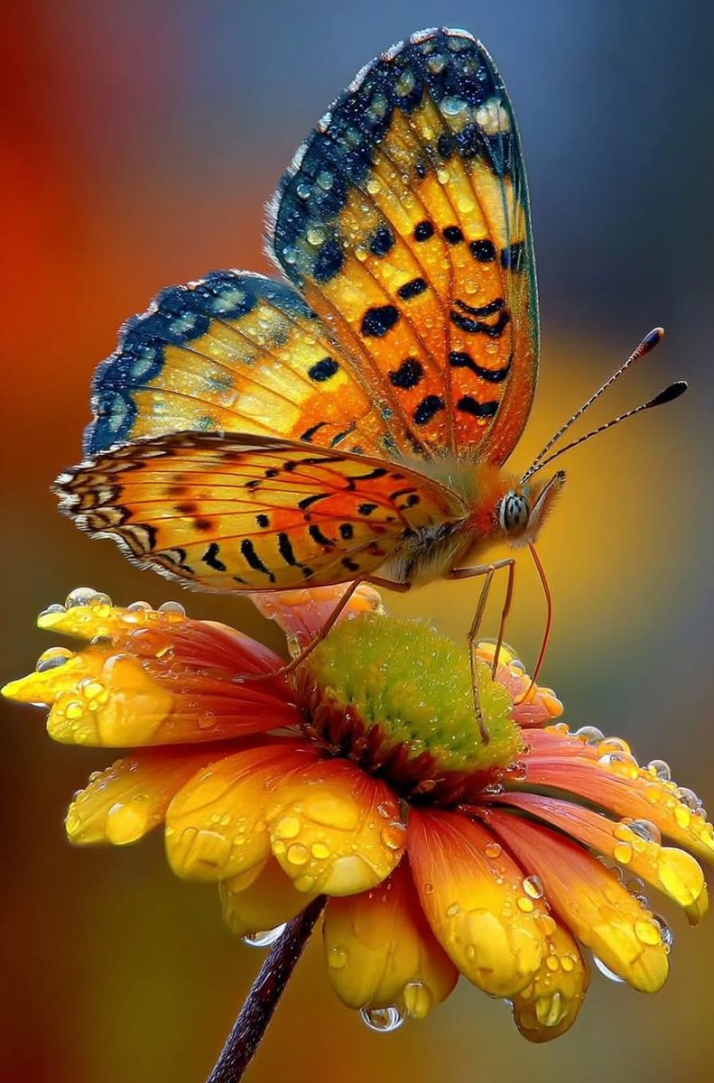 mshafqat72's tweet image. A delicate moment of magic 🦋✨Dew-kissed wings, golden petals, and nature whispering beauty in silence. Even the smallest life carries breathtaking grace. 🌼💧

#NatureLovers #ButterflyMagic #PhotoOfTheDay #NaturePhotography #BeautyInNature
