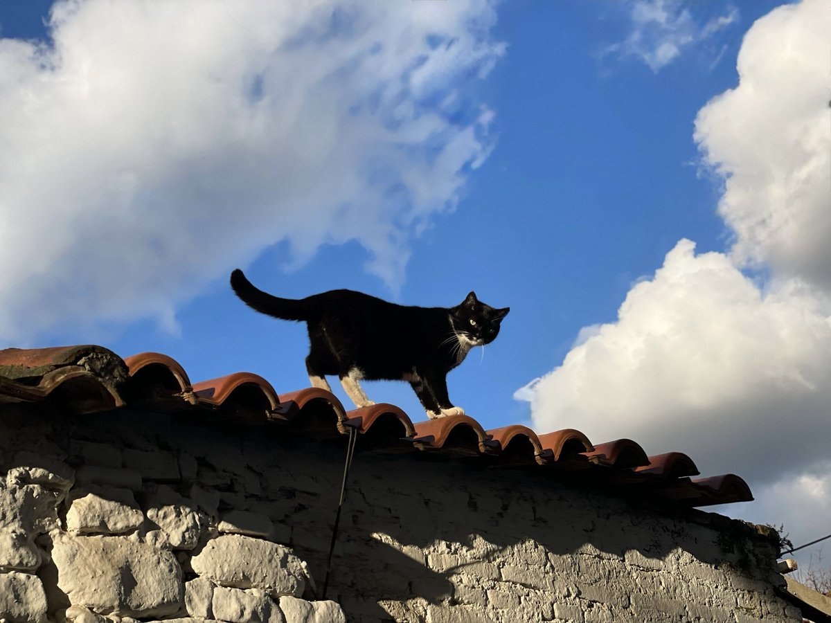 Rumble0q's tweet photo. as you start to walk on the way, the way appears 

furry friend captured by @HeyNinooo 🩷 https://t.co/WxUmfzTY4b