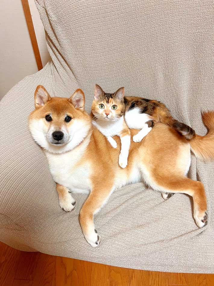 aDMtmFAEdQ23624's tweet photo. 豆柴と猫 https://t.co/I0Y4IkMOTo