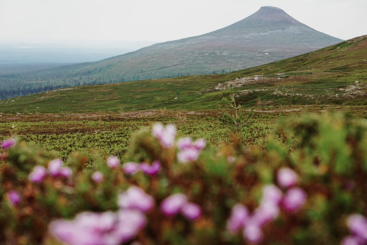 Liv 🌲 tweet media