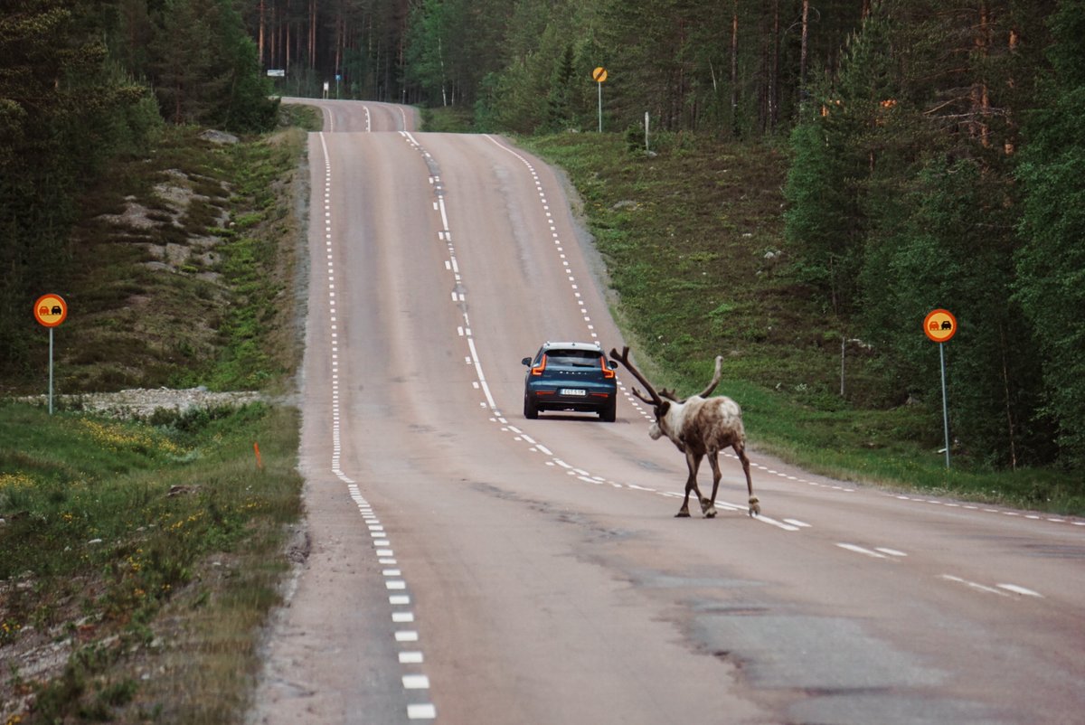 Liv 🌲 tweet media