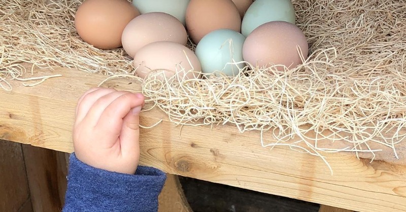 roostnroot's tweet photo. We love letting our little helpers collect eggs with us! https://t.co/FNRRIJFc3F