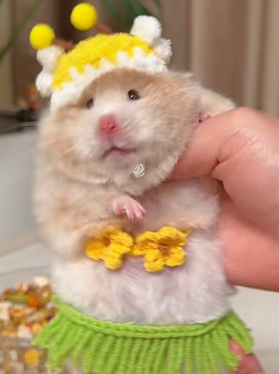 (( Iya, biar nanti hamsternya nyaman
Mau ini... Gembul.